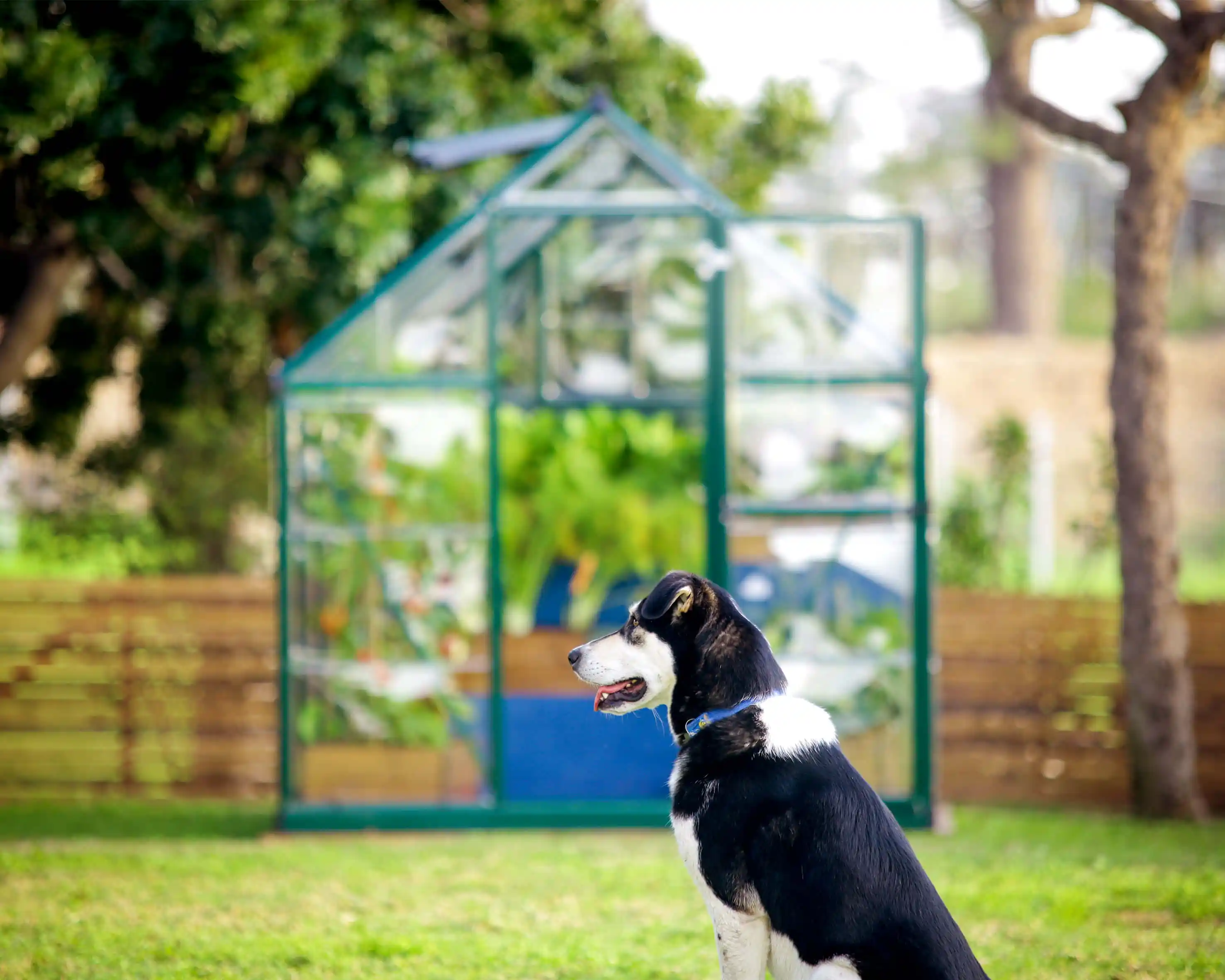 Canopia Hybrid 247X185X208 cm Tuinkas Groen