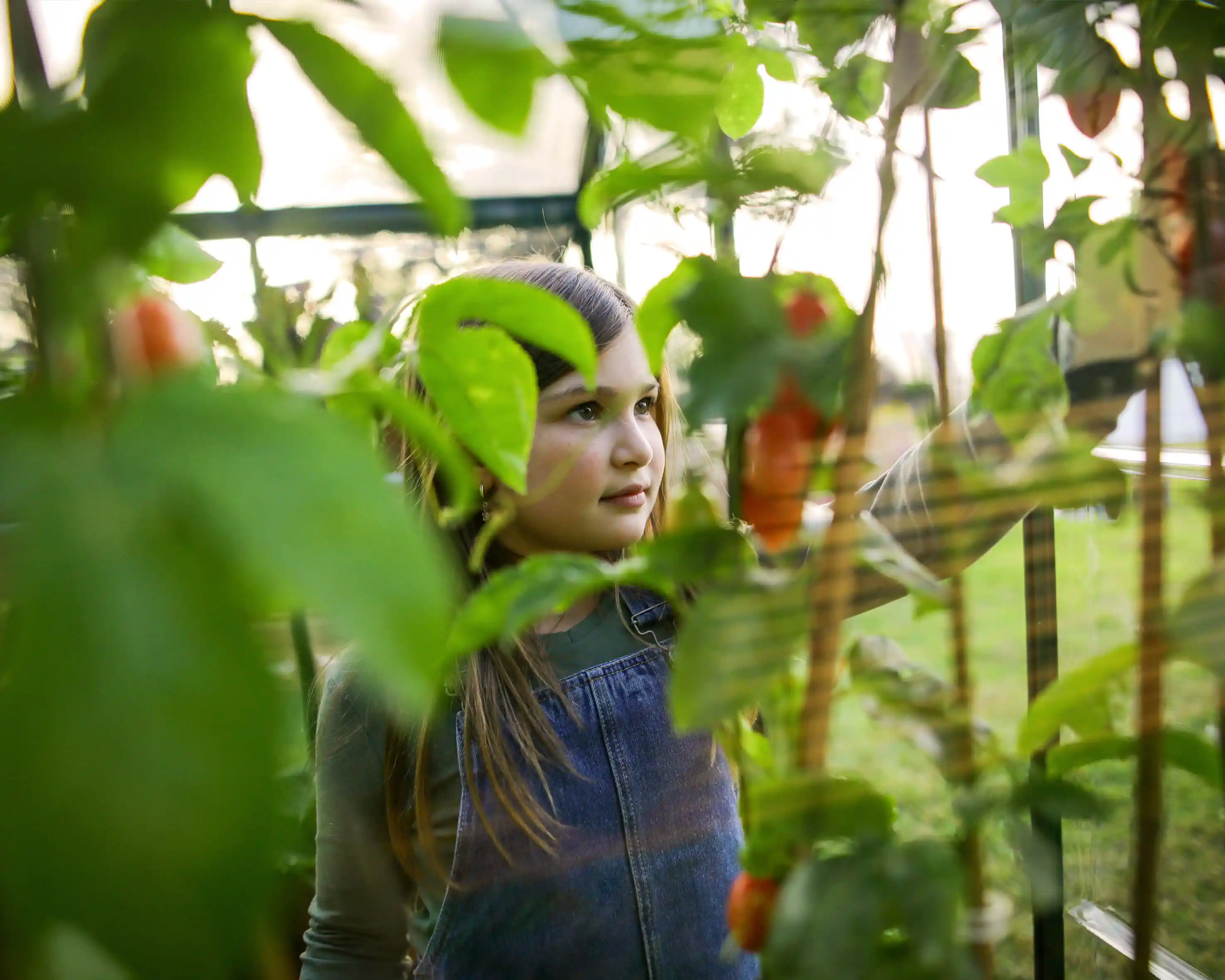 Canopia Hybrid 247X185X208 cm Tuinkas Groen